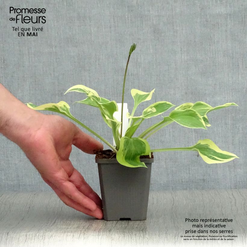 Hosta Pilgrim Vasetto da 8/9 cm esemplare consegnato in primavera