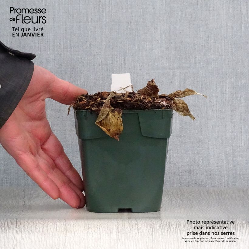 Hosta Pizzazz Vasetto da 8/9 cm esemplare consegnato in inverno