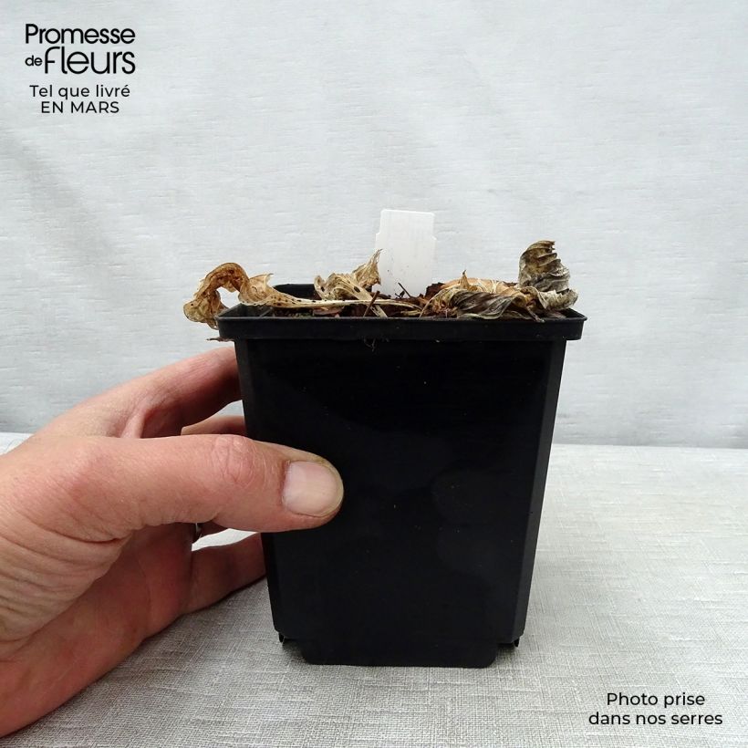 Hosta Pizzazz Vasetto da 8/9 cm esemplare consegnato in primavera