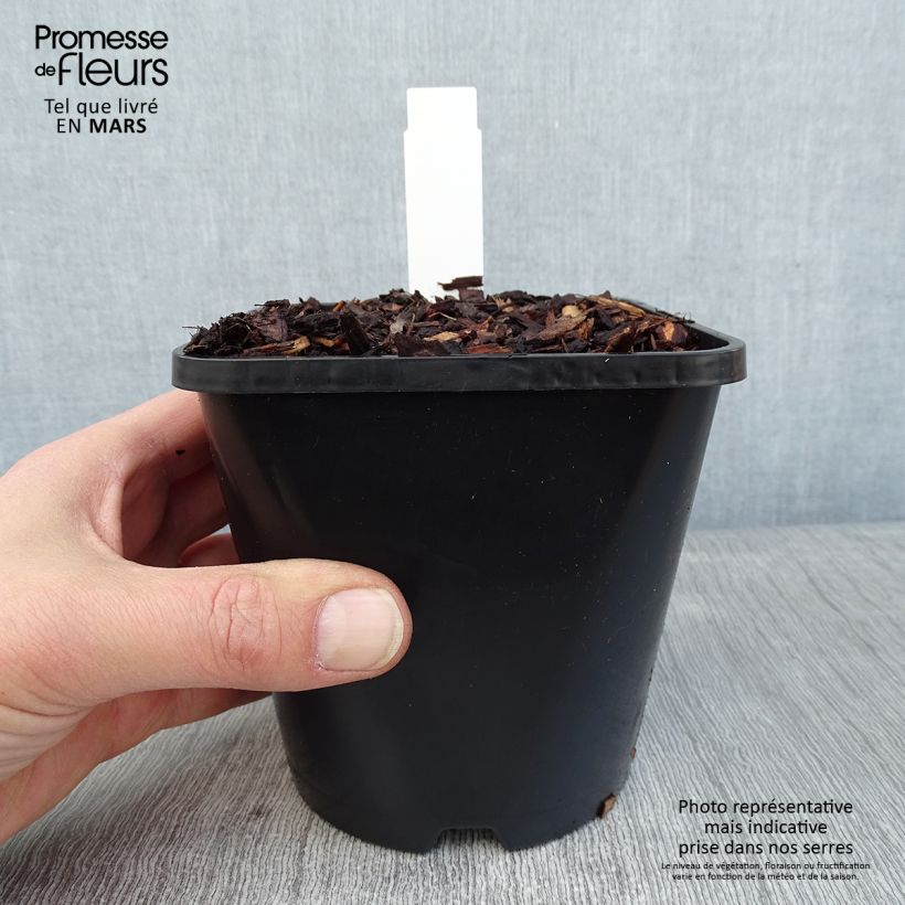 Hosta Pocketfull of Sunshine Vaso da 1,5L/2L esemplare consegnato in inverno
