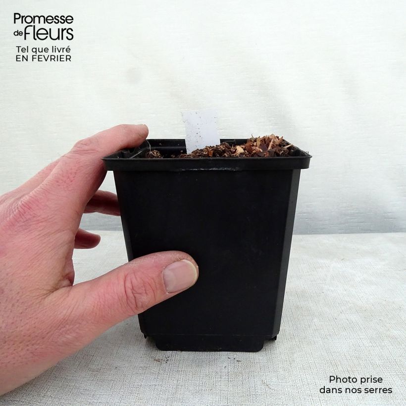 Hosta Prairie Sky Vasetto da 8/9 cm esemplare consegnato in inverno