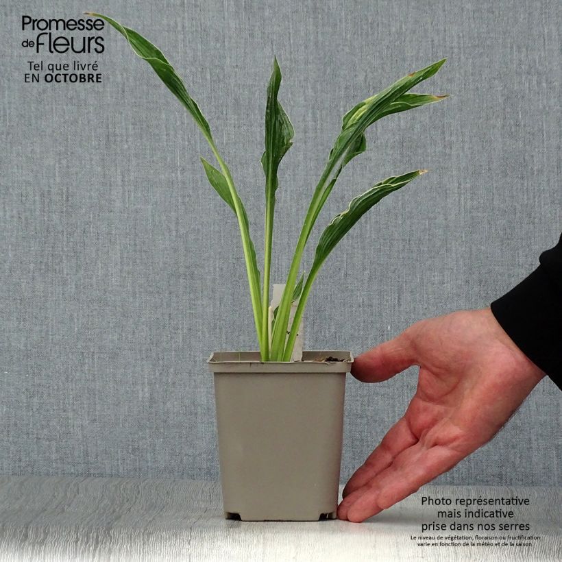 Esemplare di Hosta Praying Hands Vasetto da 8/9 cm come consegnato in autunno