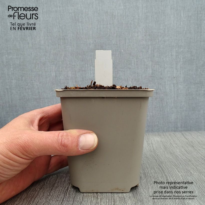 Hosta Praying Hands Vasetto da 8/9 cm esemplare consegnato in inverno