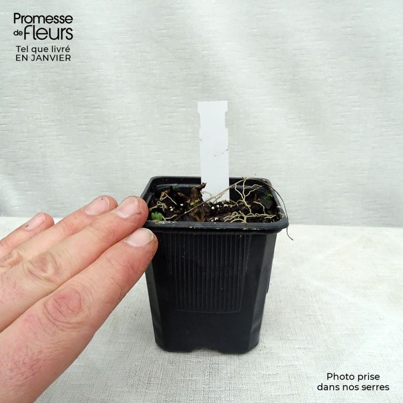 Hosta Purple Heart Vasetto da 8/9 cm esemplare consegnato in inverno