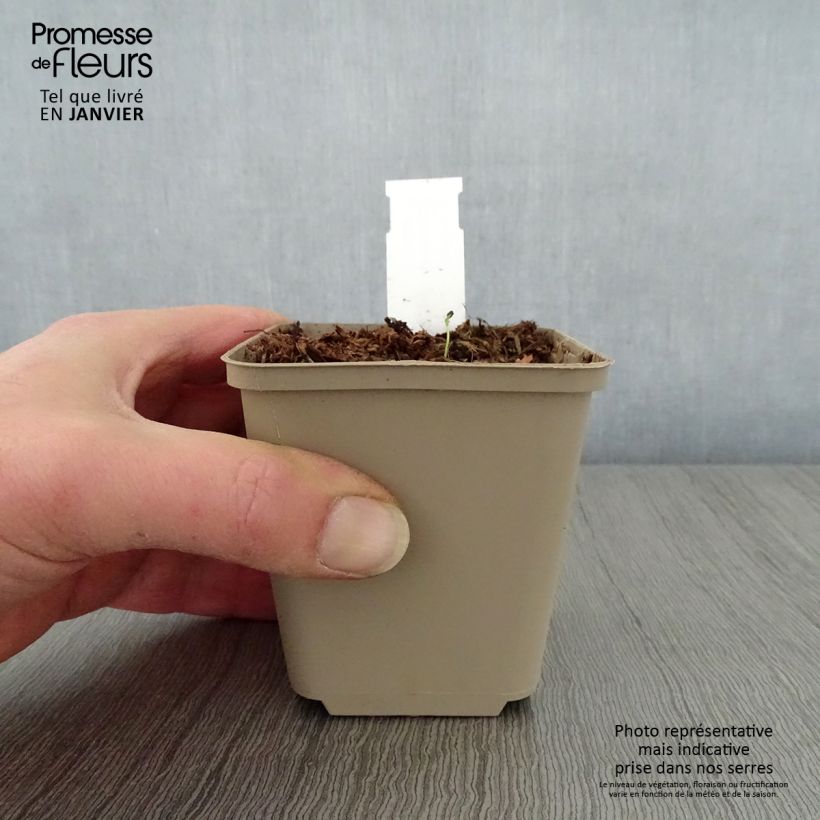 Hosta Queen Josephine Vasetto da 8/9 cm esemplare consegnato in inverno