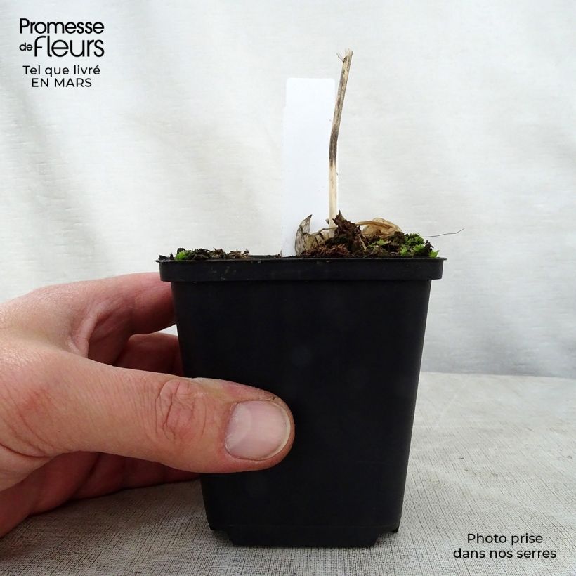 Hosta Queen Josephine Vasetto da 8/9 cm esemplare consegnato in primavera