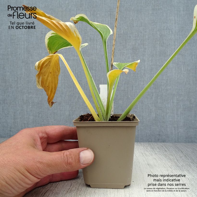 Esemplare di Hosta Queen Josephine Vasetto da 8/9 cm come consegnato in autunno