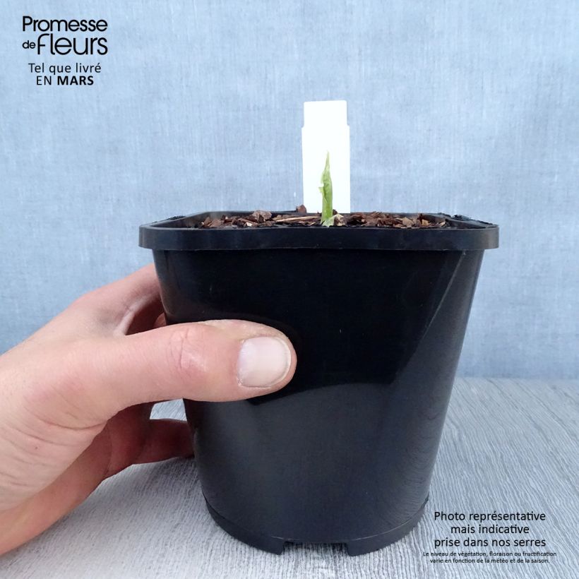 Hosta Raspberry Sundae Vaso da 1,5L/2L esemplare consegnato in primavera