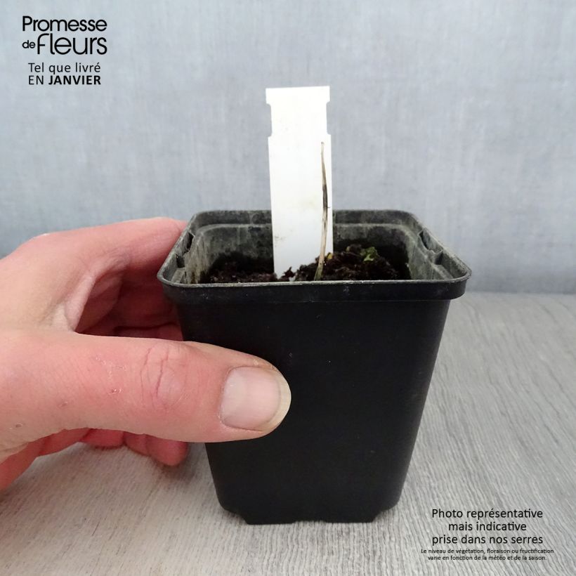 Hosta Remember Me Vasetto da 8/9 cm esemplare consegnato in inverno