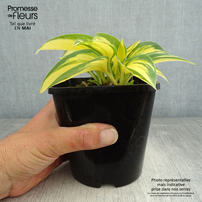 Hosta Remember Me Vaso da 1,5L/2L esemplare consegnato in primavera