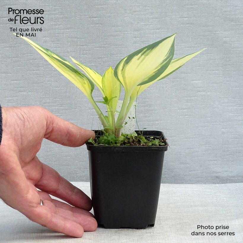 Hosta Remember Me Vasetto da 8/9 cm esemplare consegnato in primavera