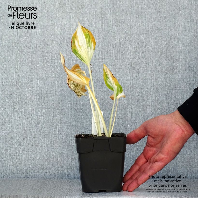 Esemplare di Hosta Revolution Vasetto da 8/9 cm come consegnato in autunno