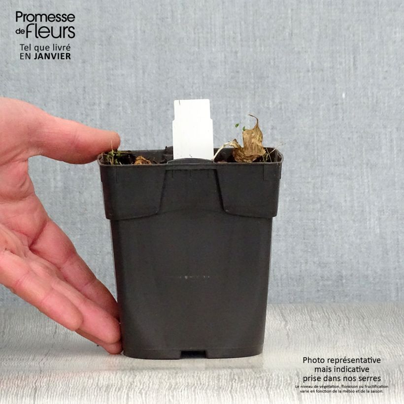 Hosta Revolution Vasetto da 8/9 cm esemplare consegnato in inverno