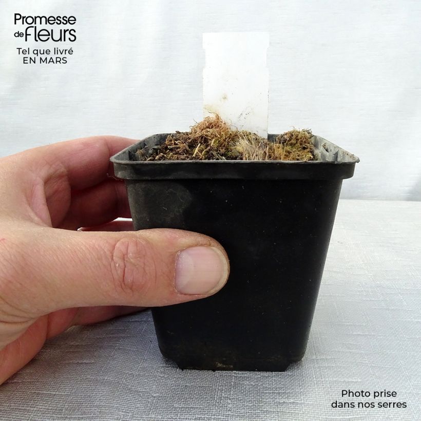 Hosta Revolution Vasetto da 8/9 cm esemplare consegnato in primavera