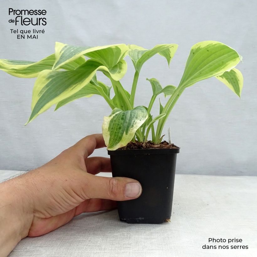 Hosta Robert Frost Vasetto da 8/9 cm esemplare consegnato in primavera