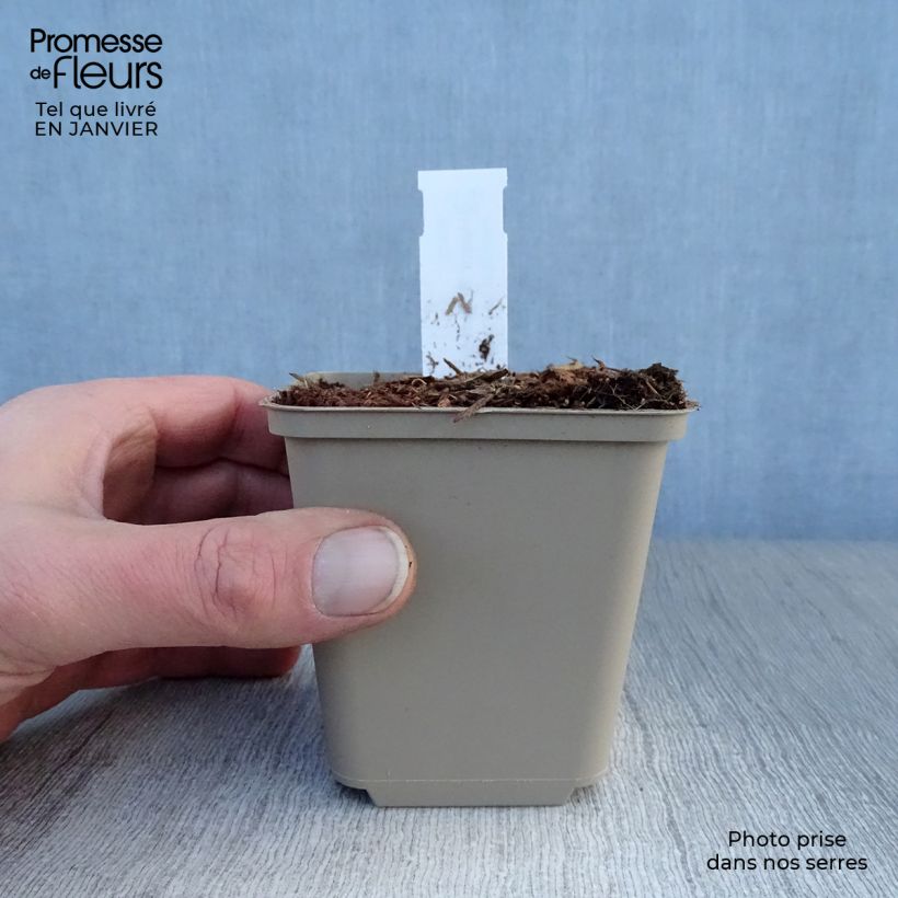 Hosta Robert Frost Vasetto da 8/9 cm esemplare consegnato in inverno