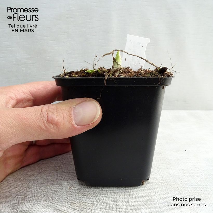 Hosta Royal Standard Vasetto da 8/9 cm esemplare consegnato in inverno