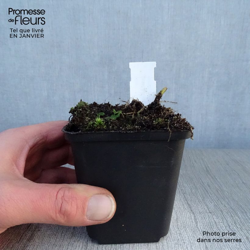 Hosta fluctuans Sagae Vasetto da 8/9 cm esemplare consegnato in inverno