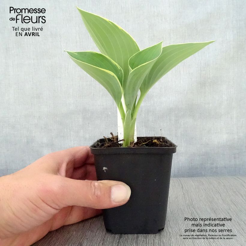 Hosta fluctuans Sagae Vasetto da 8/9 cm esemplare consegnato in primavera