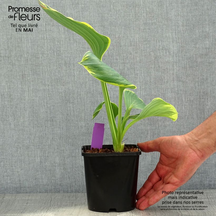 Hosta fluctuans Sagae Vaso da 1,5L/2L esemplare consegnato in primavera