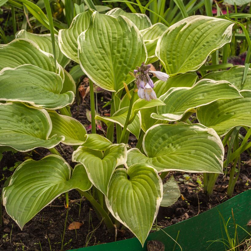 Hosta Saint Elmo's Fire (Porto)