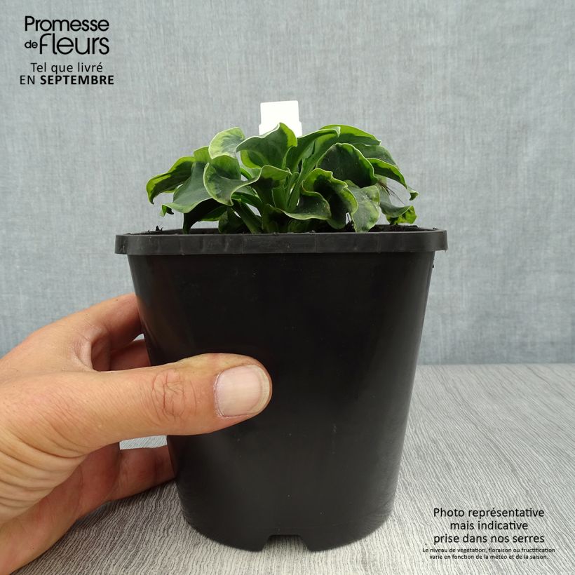 Esemplare di Hosta School Mouse Vaso da 1,5L/2L come consegnato in autunno