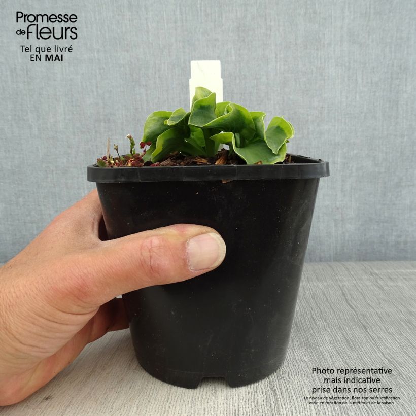 Hosta School Mouse Vaso da 1,5L/2L esemplare consegnato in primavera