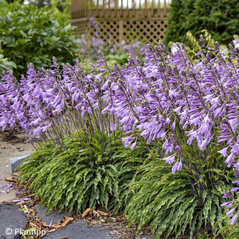 Hosta Silly String (Fioritura)