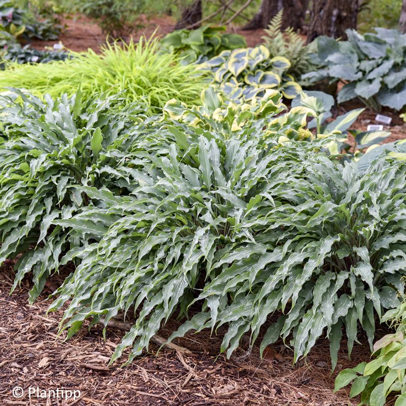 Hosta Silly String (Porto)