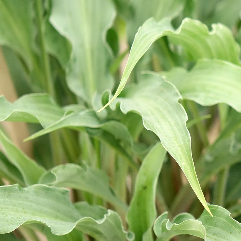 Hosta Silly String (Fogliame)