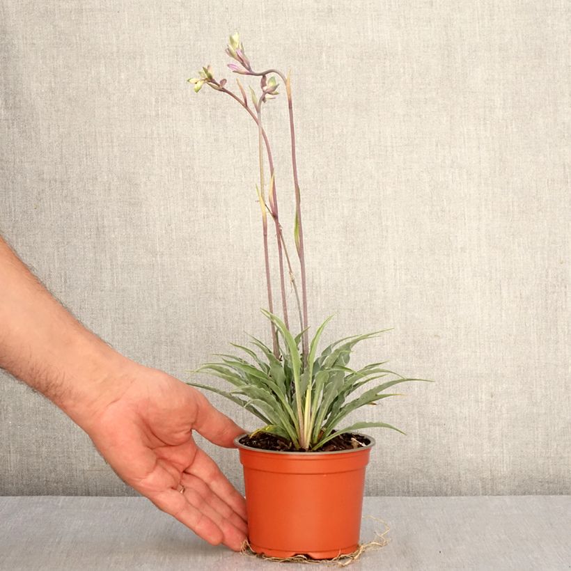 Esemplare di Hosta Silly String Vaso da Ø 12 cm / 13 cm come consegnato in autunno