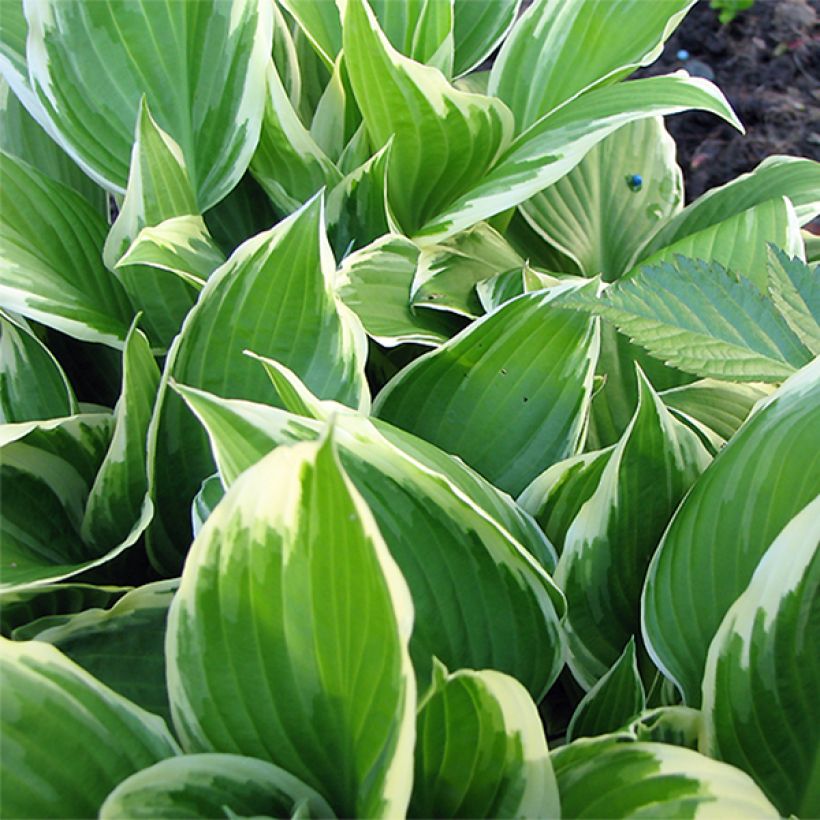Hosta Silver Crown (Fogliame)