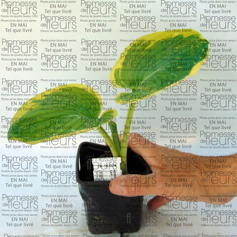 Esempio di esemplare Hosta Snow Cap Vasetto da 8/9 cm come consegnato