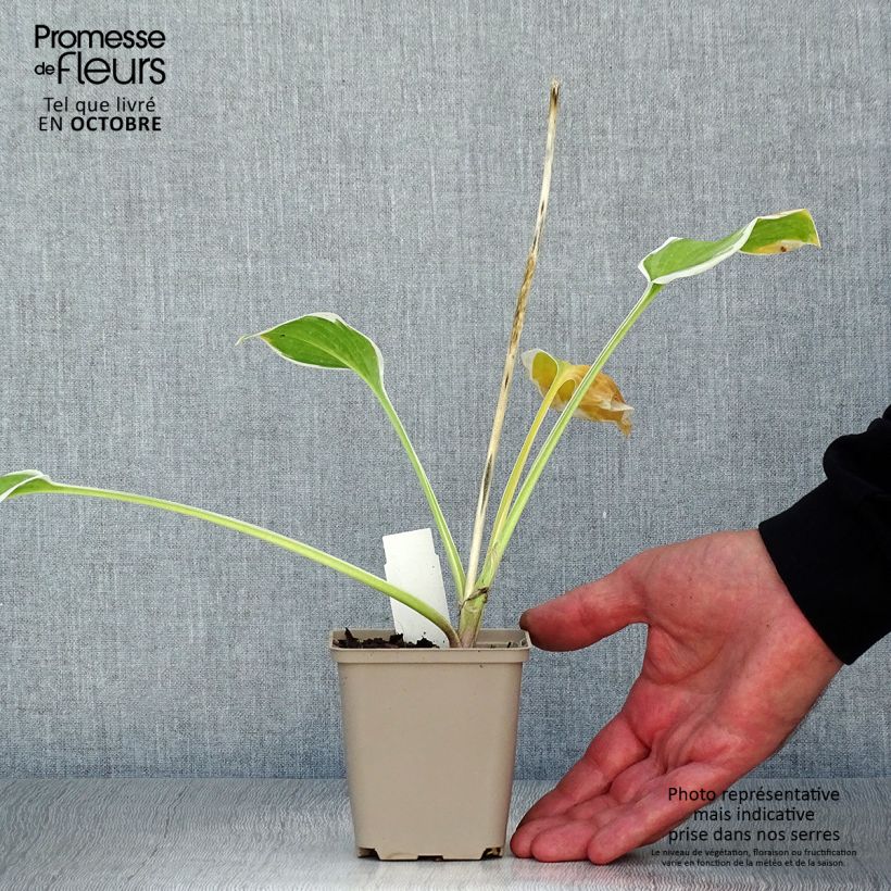 Esemplare di Hosta So Sweet Vasetto da 8/9 cm come consegnato in autunno