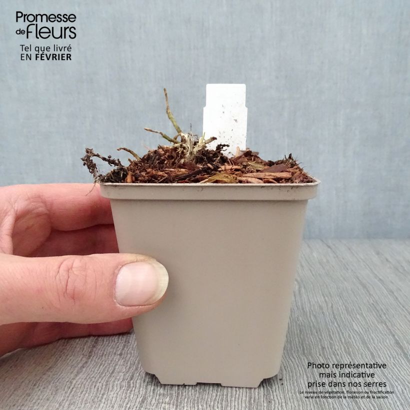 Hosta So Sweet Vasetto da 8/9 cm esemplare consegnato in inverno