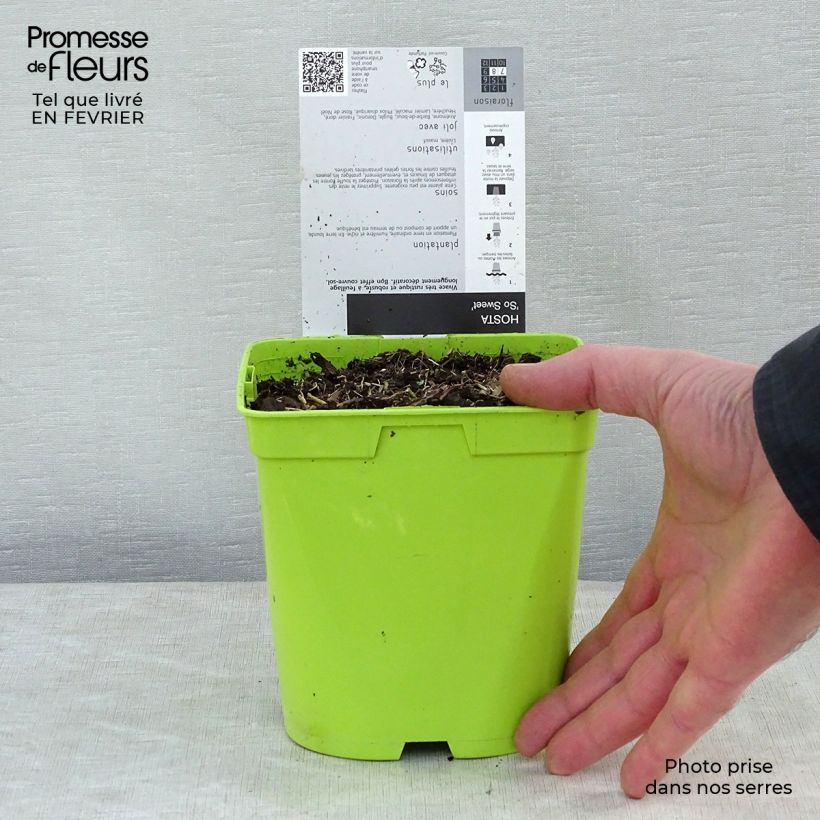 Hosta So Sweet Vaso da 2L/3L esemplare consegnato in inverno