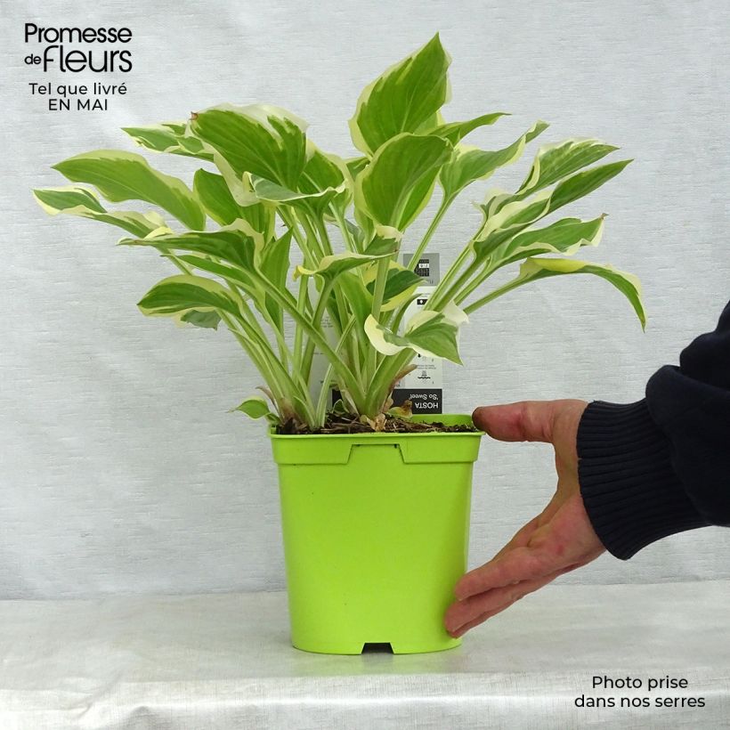 Hosta So Sweet Vaso da 2L/3L esemplare consegnato in primavera