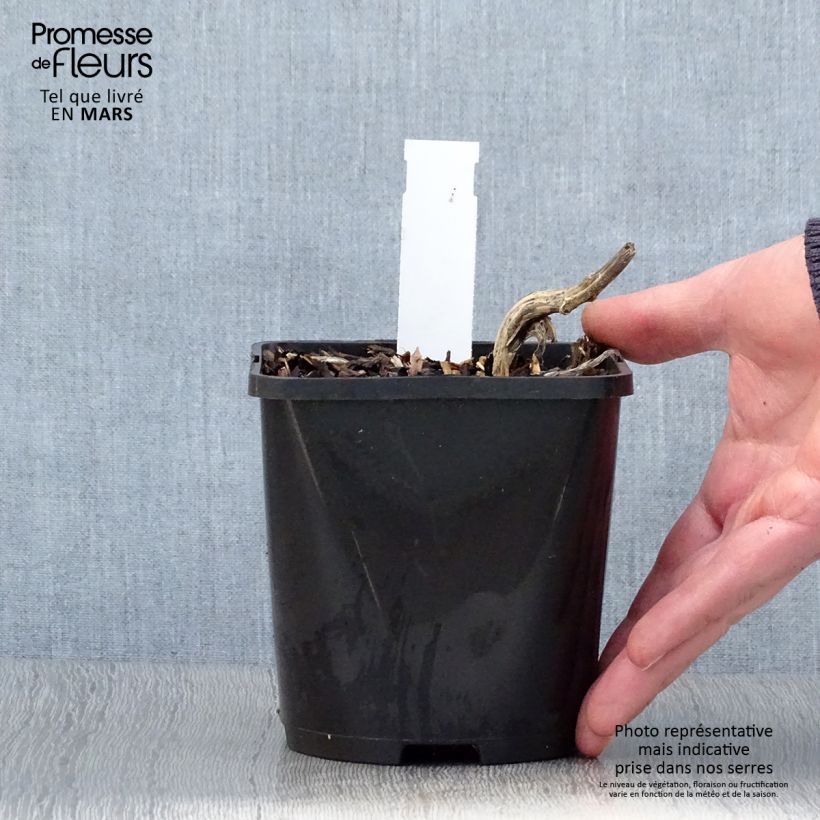 Hosta Stand by Me Vaso da 1,5L/2L esemplare consegnato in primavera