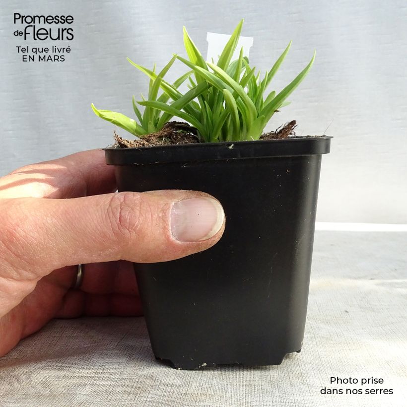 Hosta Stiletto Vasetto da 8/9 cm esemplare consegnato in inverno