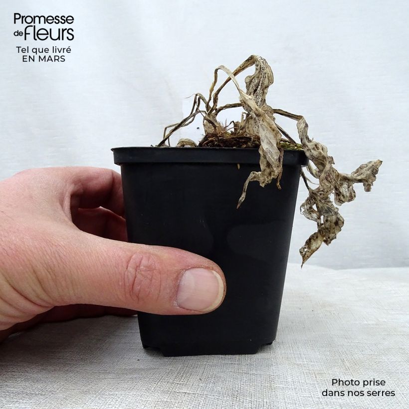 Hosta Striptease Vasetto da 8/9 cm esemplare consegnato in primavera