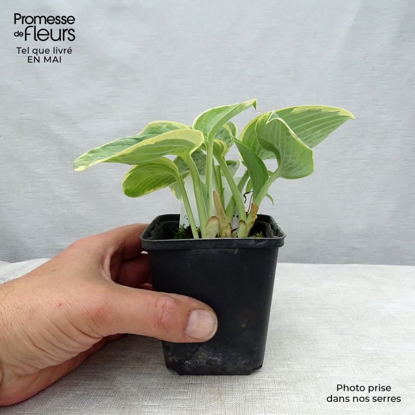 Hosta Sugar Daddy Vasetto da 8/9 cm esemplare consegnato in primavera