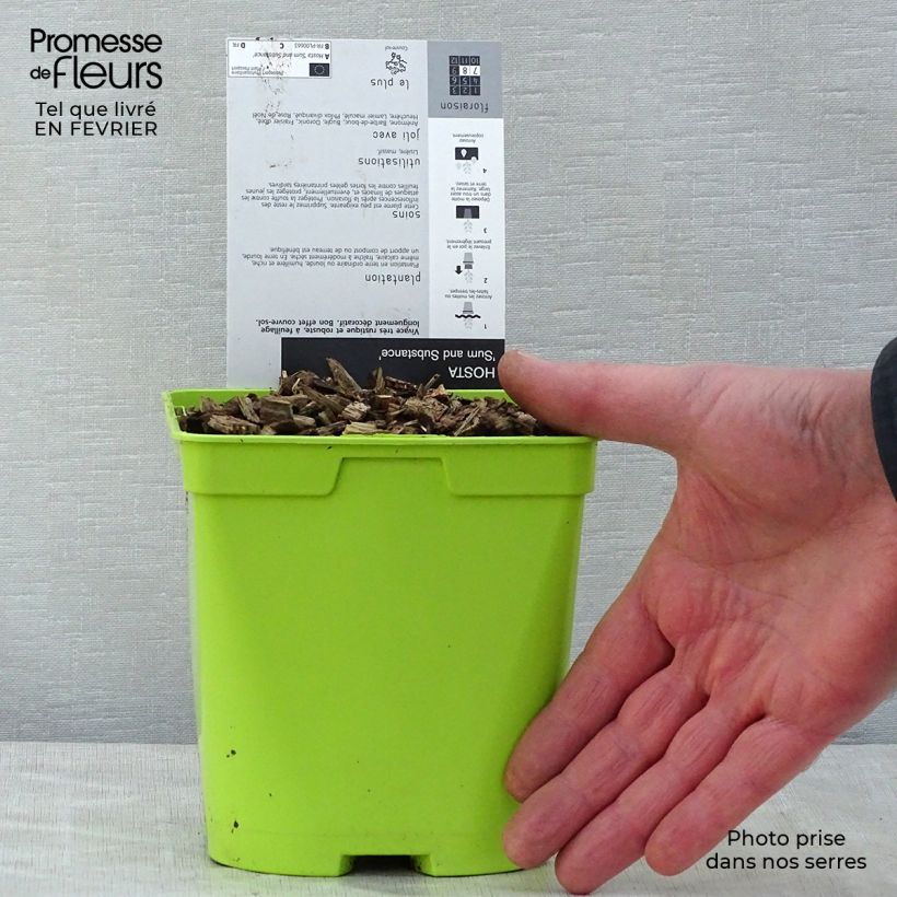 Hosta Sum and Substance Vaso da 1,5L/2L esemplare consegnato in inverno