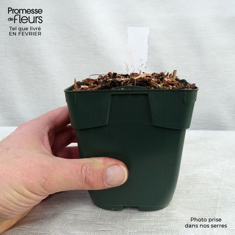 Hosta Summer Breeze Vasetto da 8/9 cm esemplare consegnato in inverno