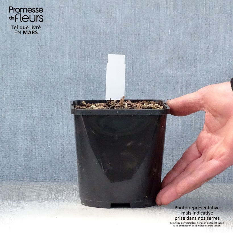 Hosta T Rex Vaso da 1,5L/2L esemplare consegnato in primavera