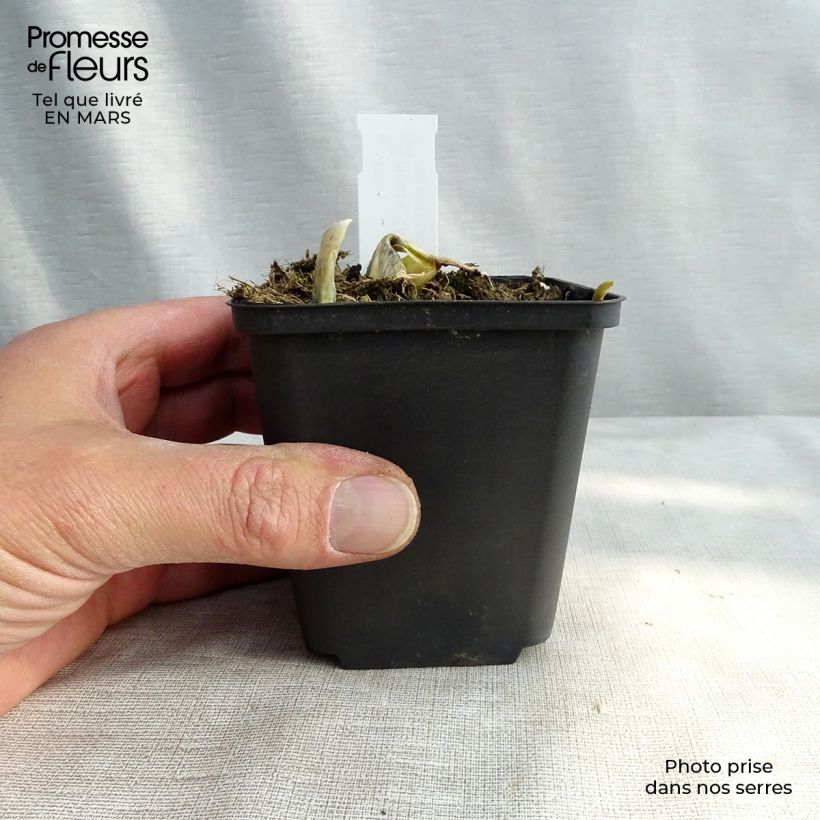 Hosta The King Vasetto da 8/9 cm esemplare consegnato in inverno