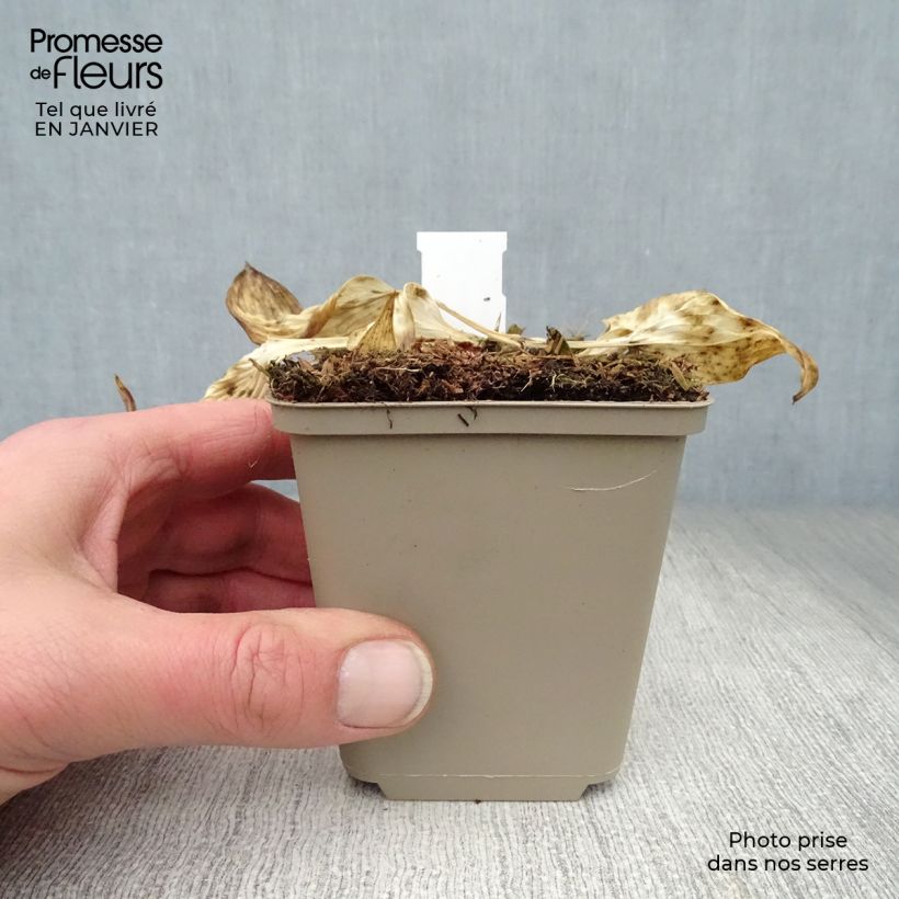 Hosta Touch Of Class Vasetto da 8/9 cm esemplare consegnato in inverno