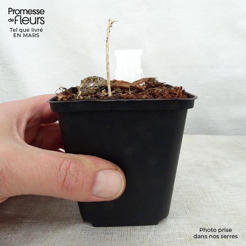 Hosta Touch Of Class Vasetto da 8/9 cm esemplare consegnato in primavera