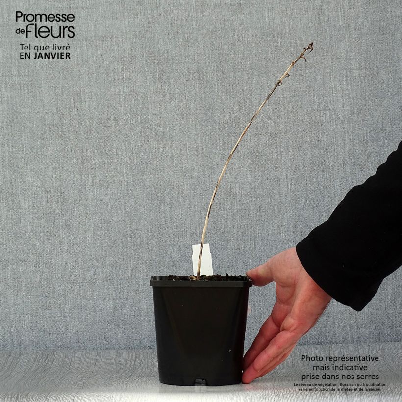 Hosta Touch Of Class Vaso da 1,5L/2L esemplare consegnato in inverno