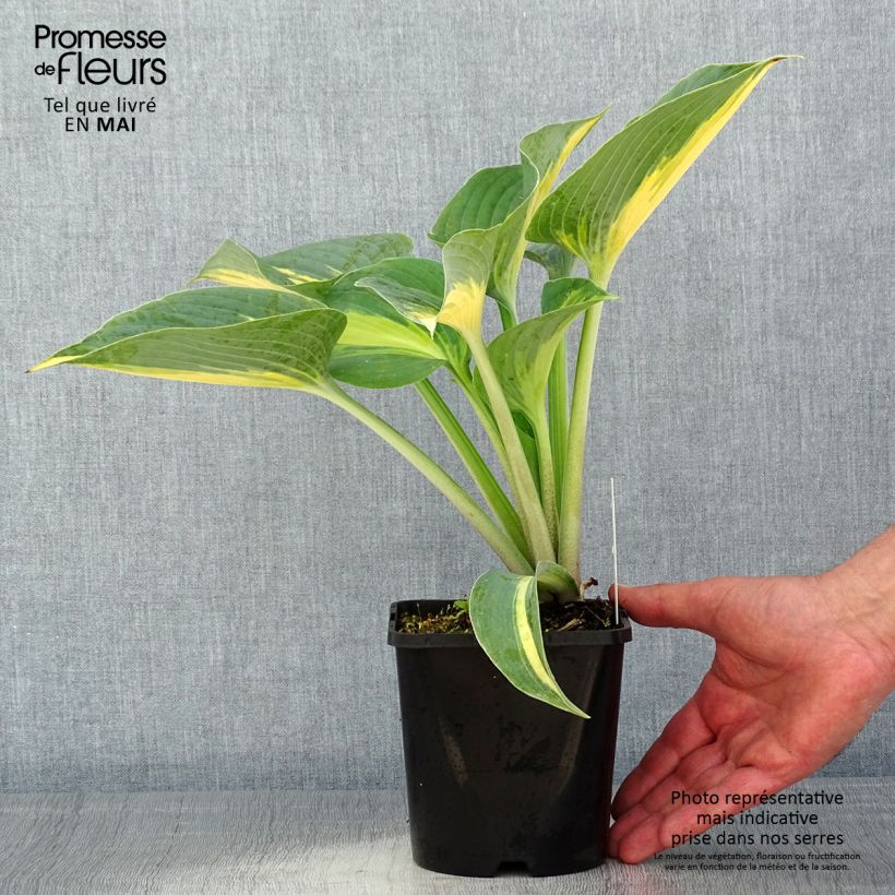 Hosta Touch Of Class Vaso da 1,5L/2L esemplare consegnato in primavera