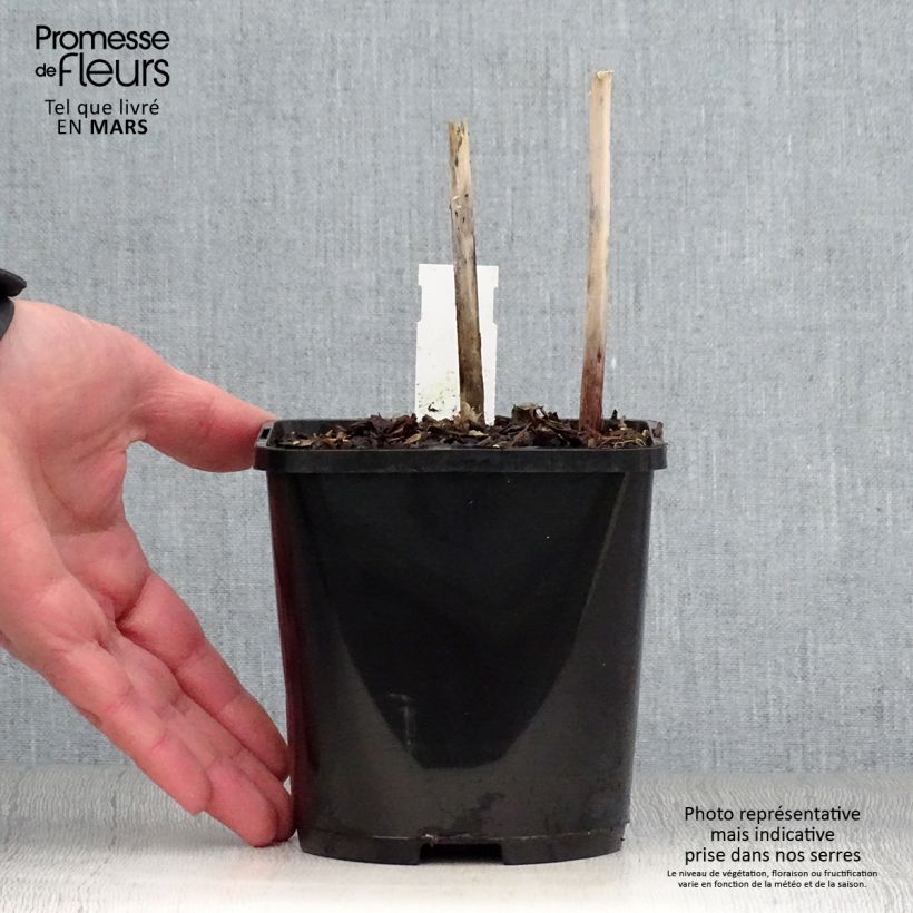 Hosta Victor Vaso da 1,5L/2L esemplare consegnato in primavera